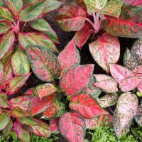 Aglaonema Plant