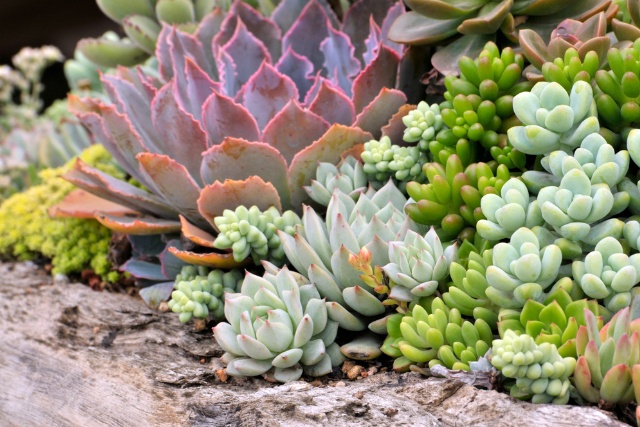 Saftig plante