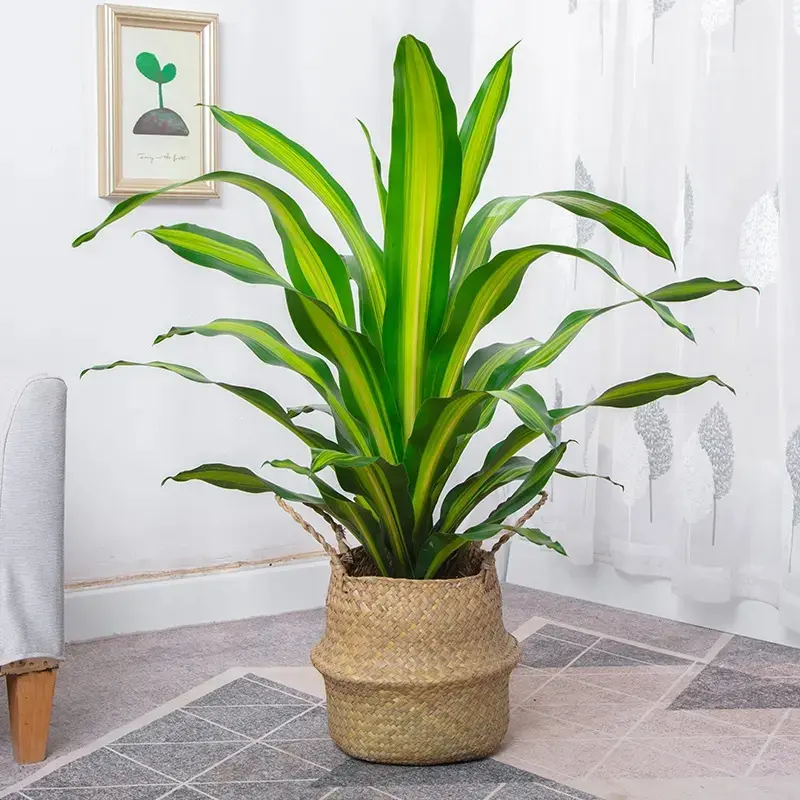 Soil requirements for dragon Dracaena