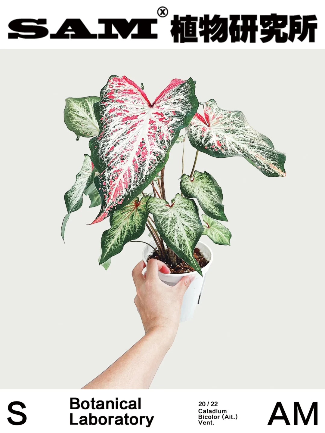 Basic characteristics of Aglaonema Pink Princess