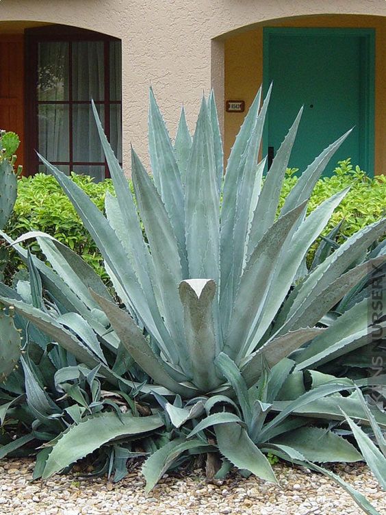 Agave -anlæg fra tres millioner år siden