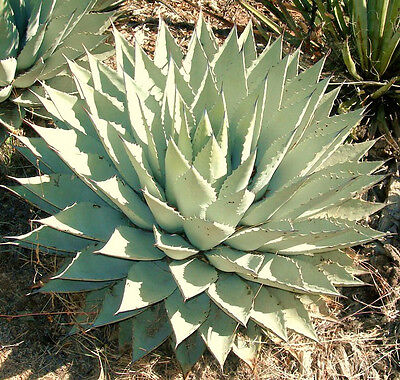 Hvilken slags plante er agave