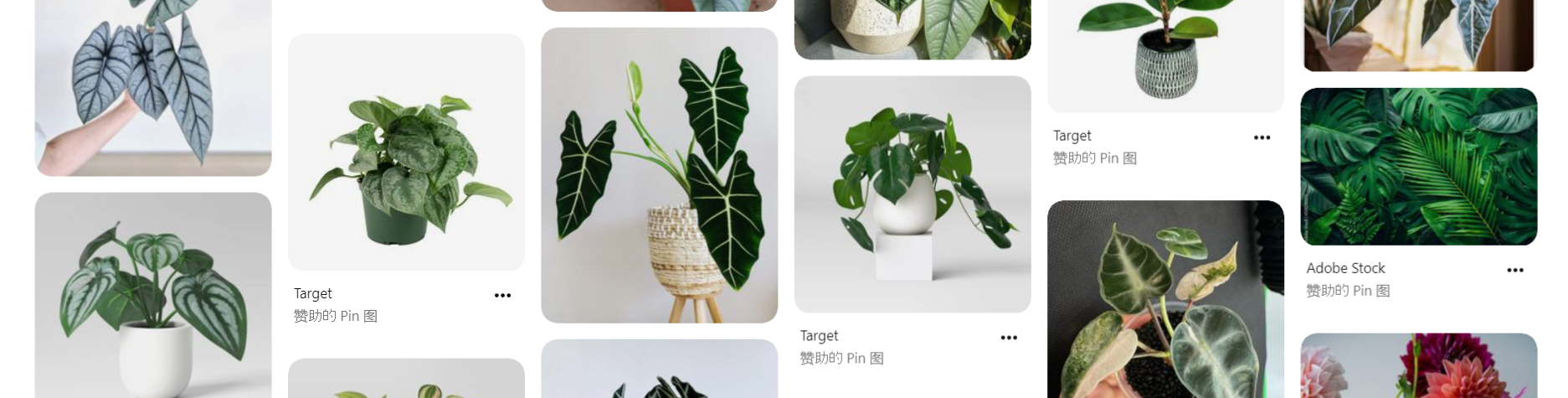 Soil Types for Alocasia Calidora